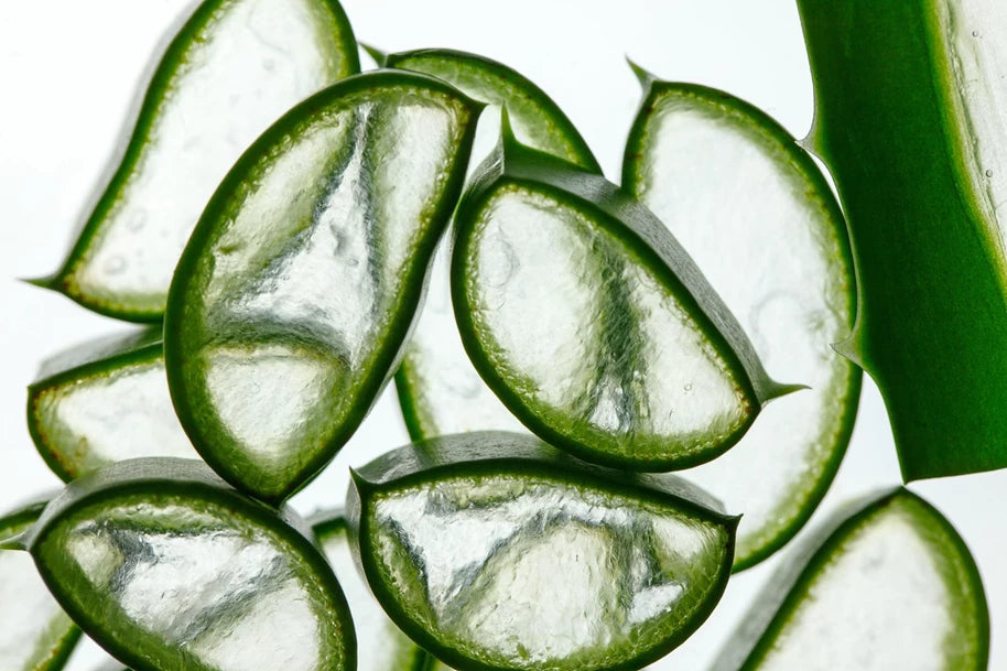 Hojas de aloe vera translúcidas, ingrediente del gel de peinado SERGE D'ESTEL